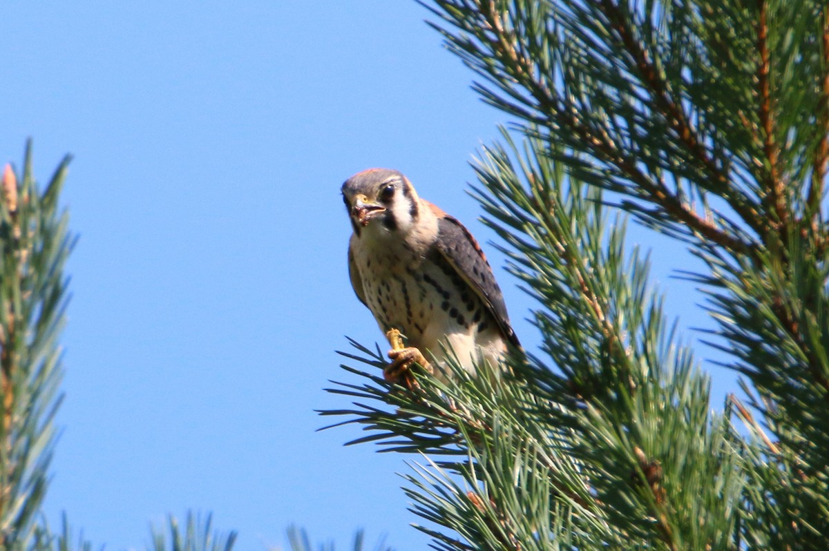 American Kestrel - ML473069371