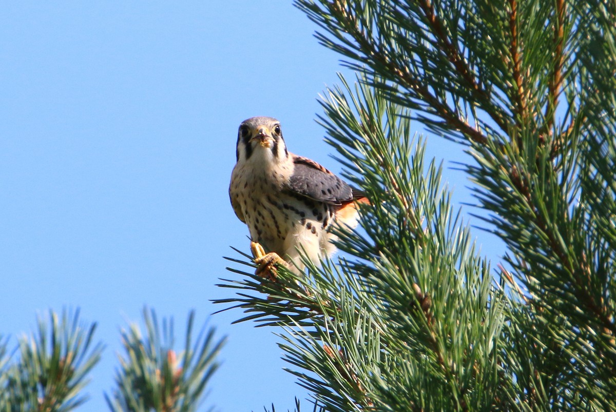 American Kestrel - ML473069421