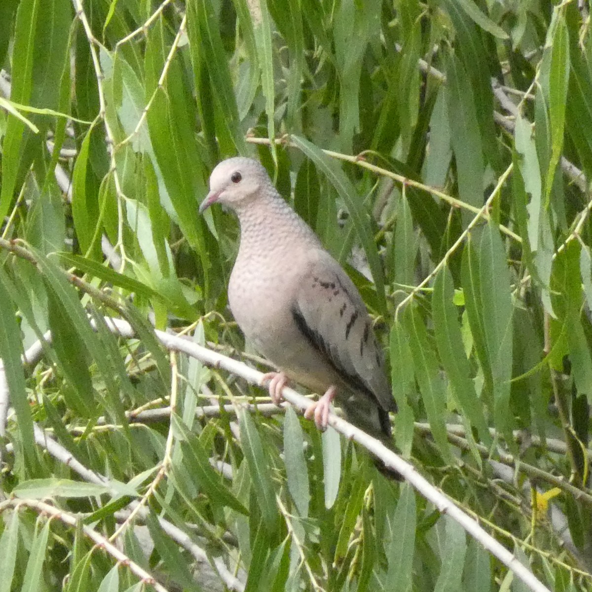 Common Ground Dove - ML473069431