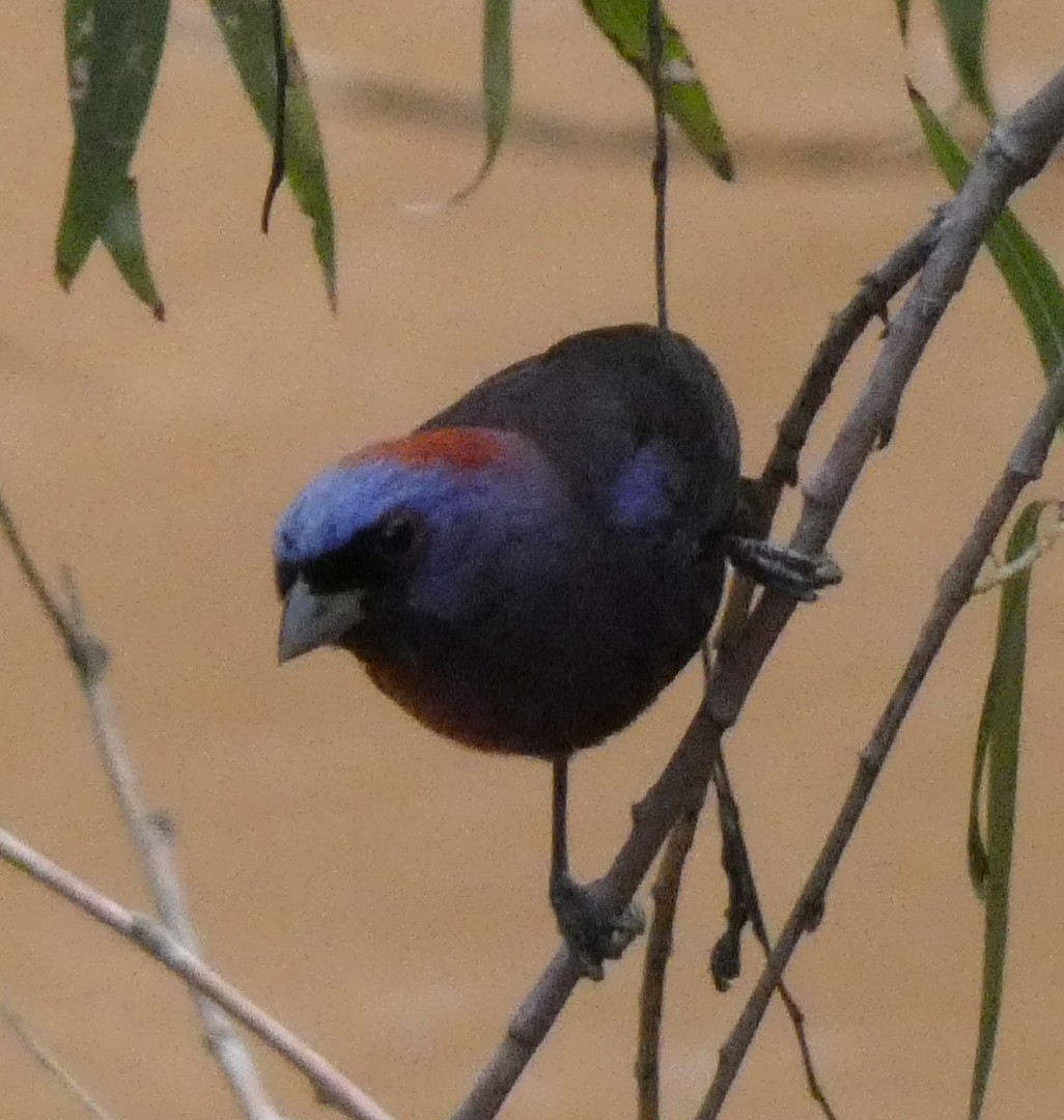 Varied Bunting - ML473069701