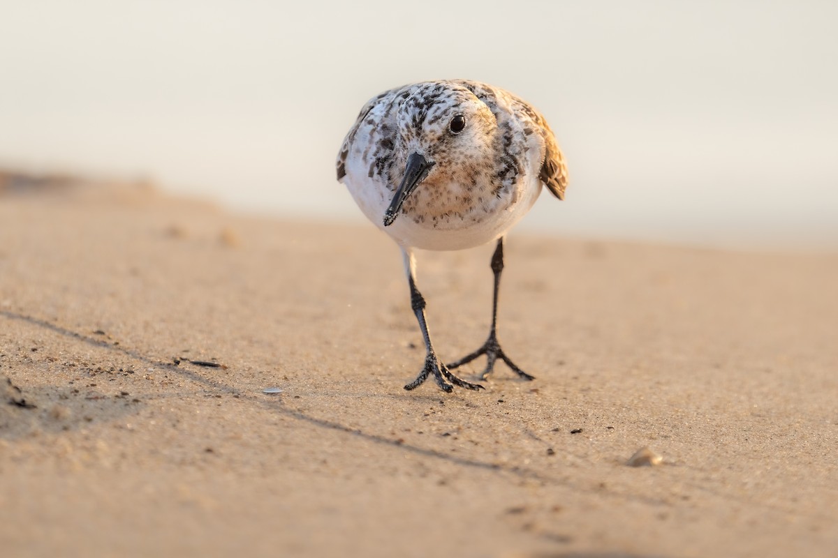 Sanderling - ML473070841