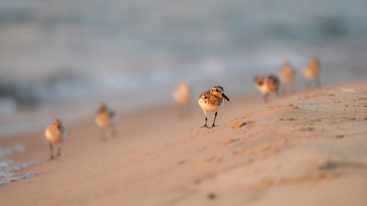 Sanderling - ML473070861