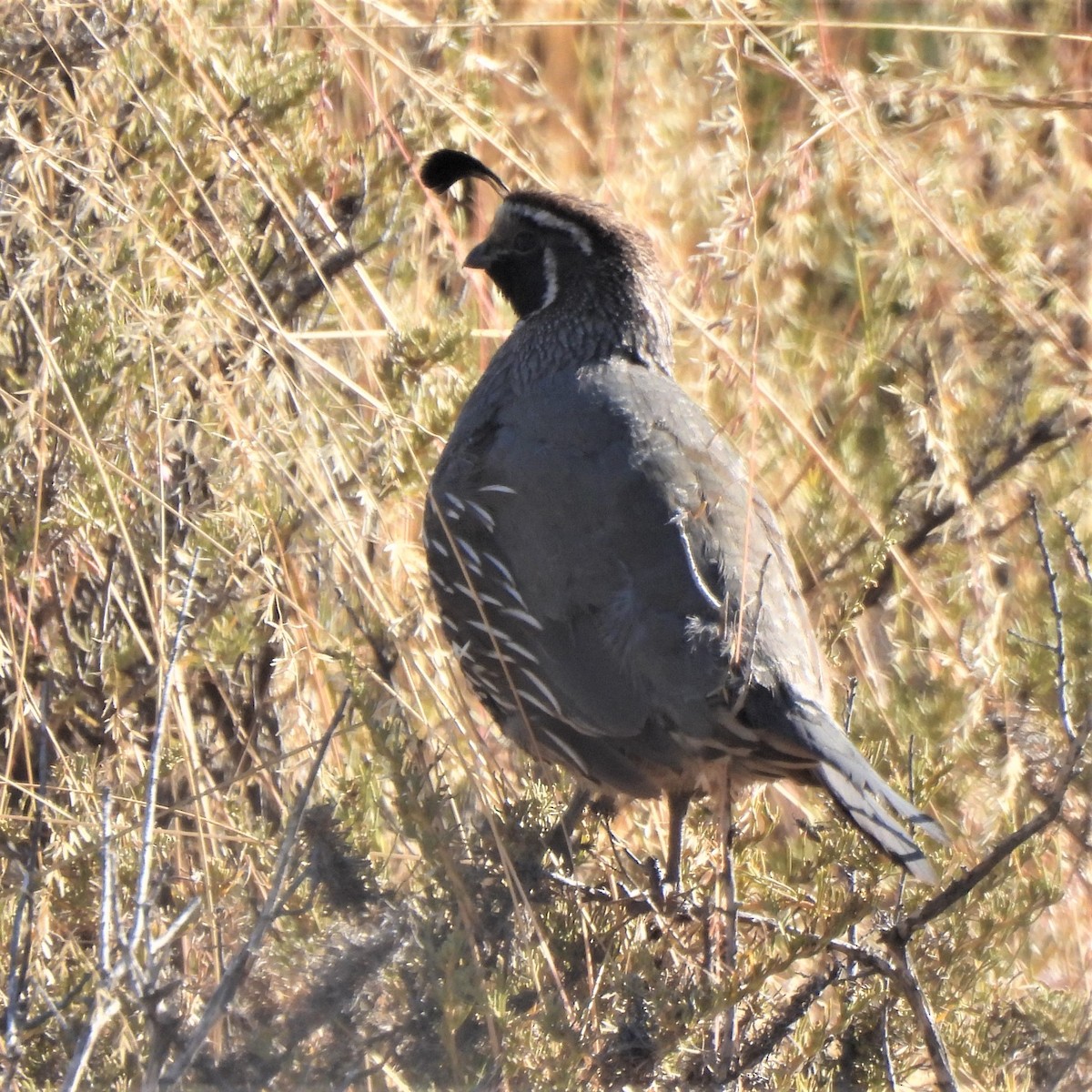 California Quail - ML473071111