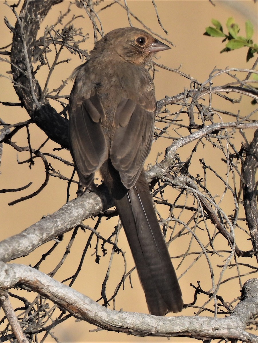 California Towhee - ML473071211