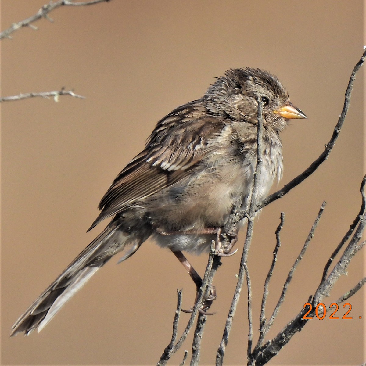 White-crowned Sparrow - ML473071481