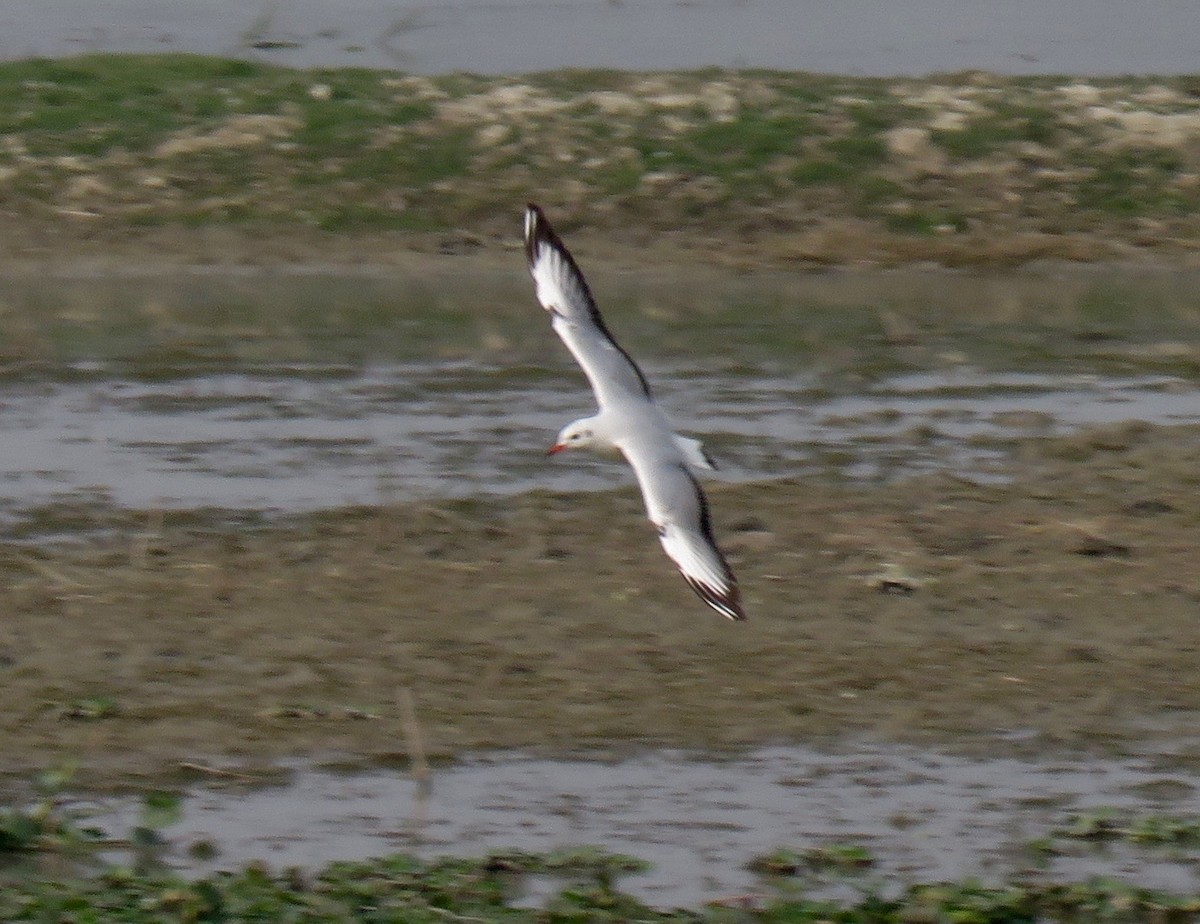 Brown-headed Gull - ML47307171