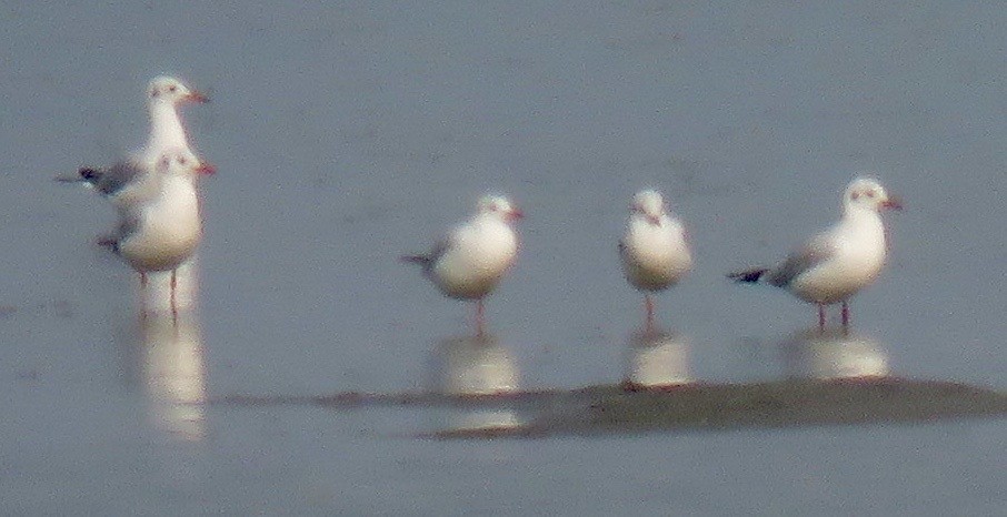 Brown-headed Gull - ML47307191