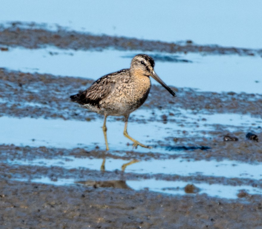 Short-billed Dowitcher - Kristine Mika