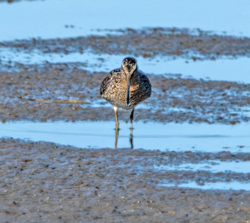 Short-billed Dowitcher - ML473072561