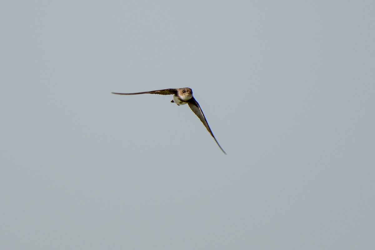 Bank Swallow - ML473072841