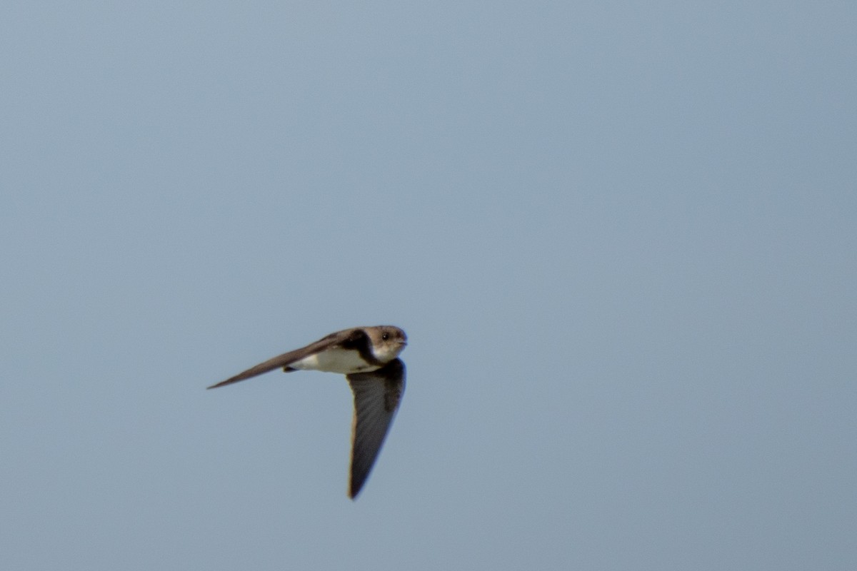 Bank Swallow - ML473072851