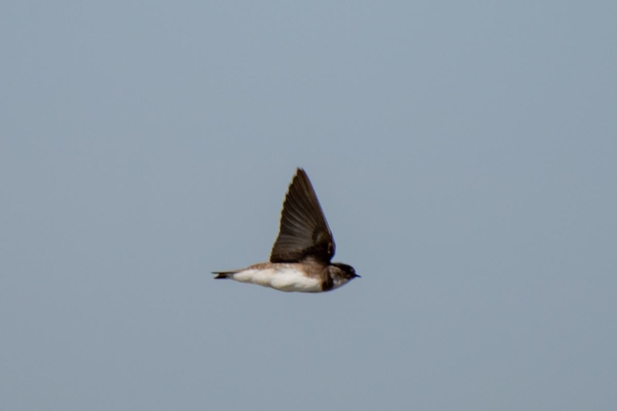 Bank Swallow - ML473072861