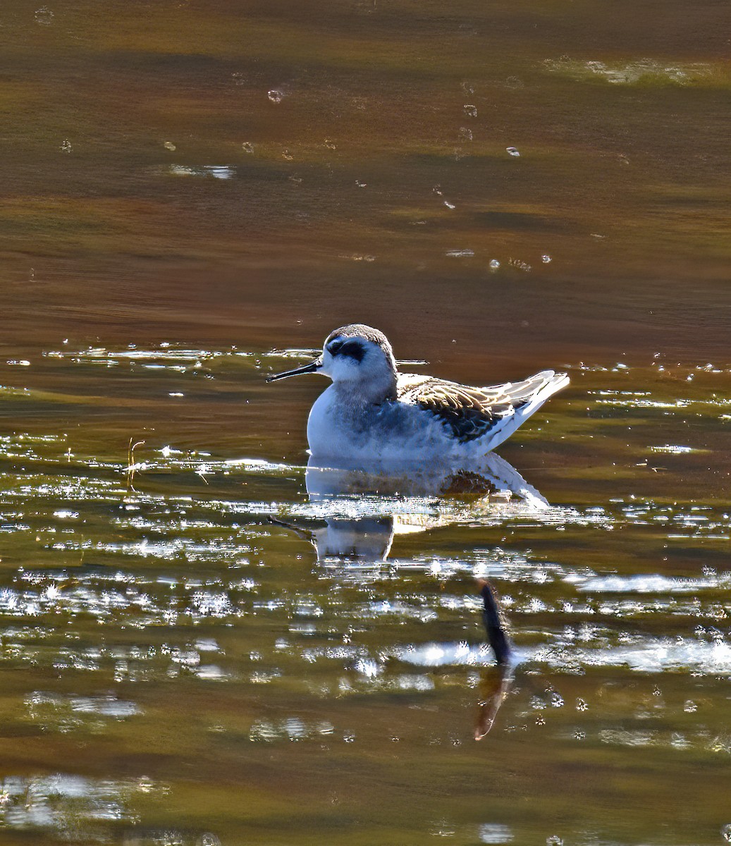 Red-necked Phalarope - ML473072921