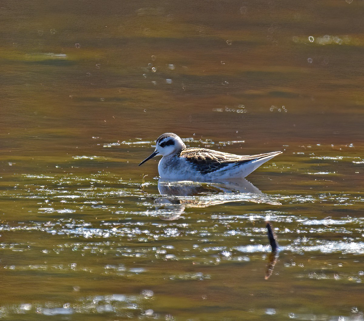 Red-necked Phalarope - Doug Hogg