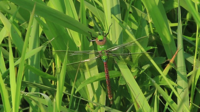 Common Green Darner - ML473073