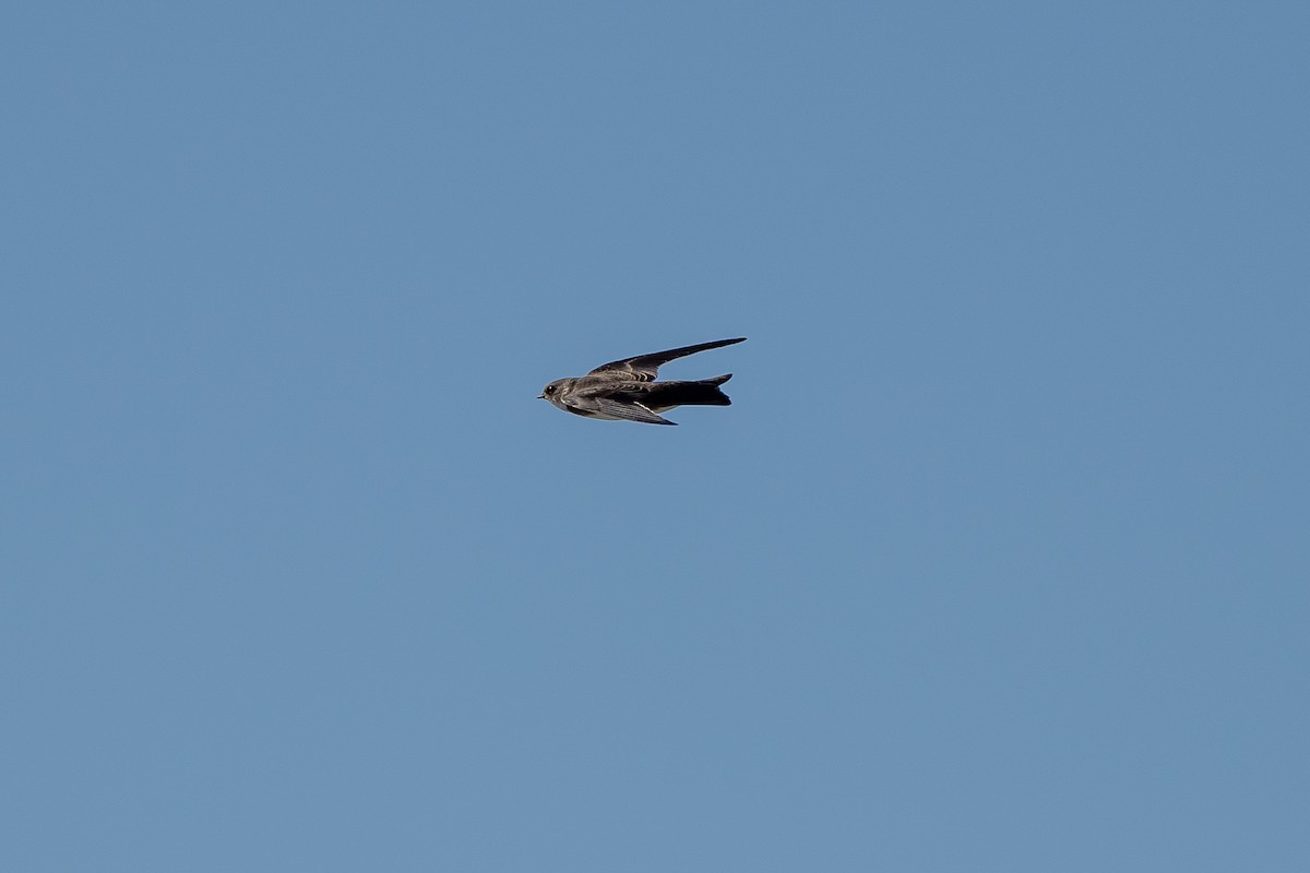 Bank Swallow - ML473073091