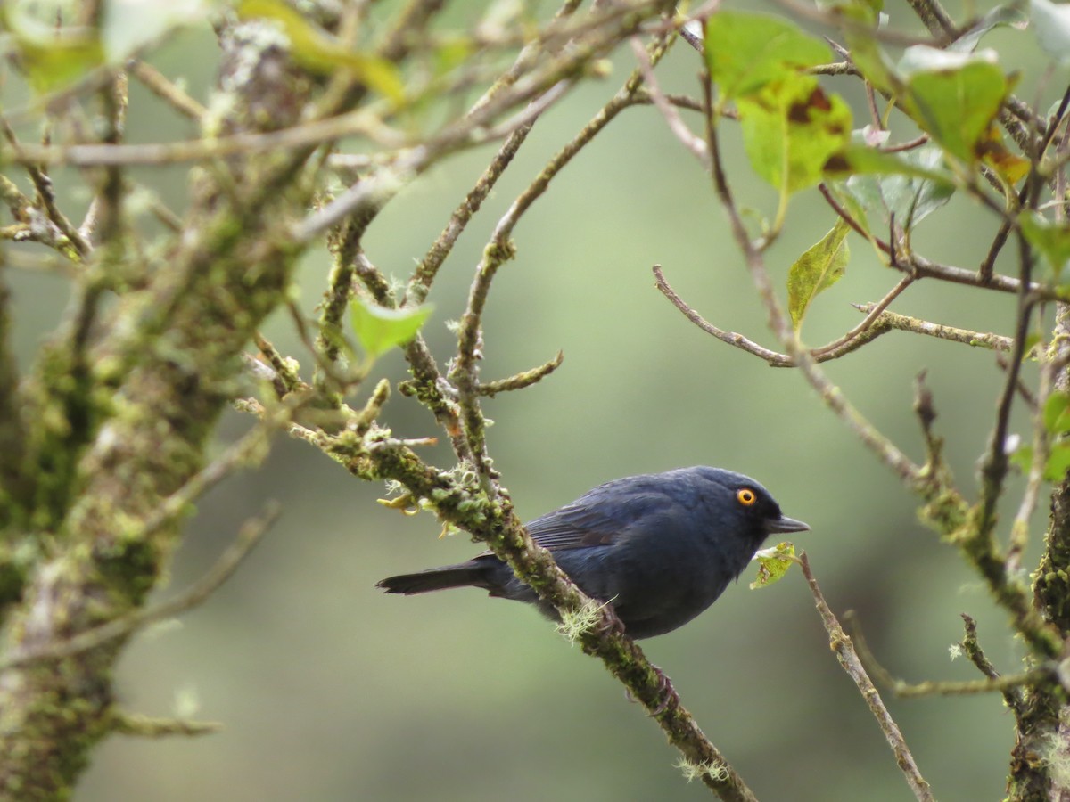 Deep-blue Flowerpiercer - ML473073561