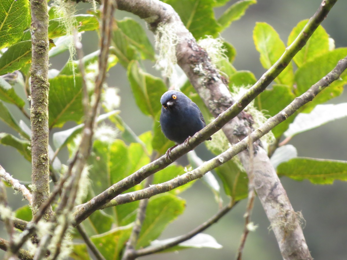 Deep-blue Flowerpiercer - ML473073581