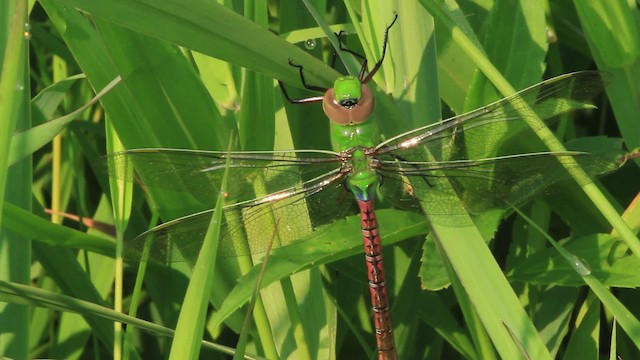 Common Green Darner - ML473074