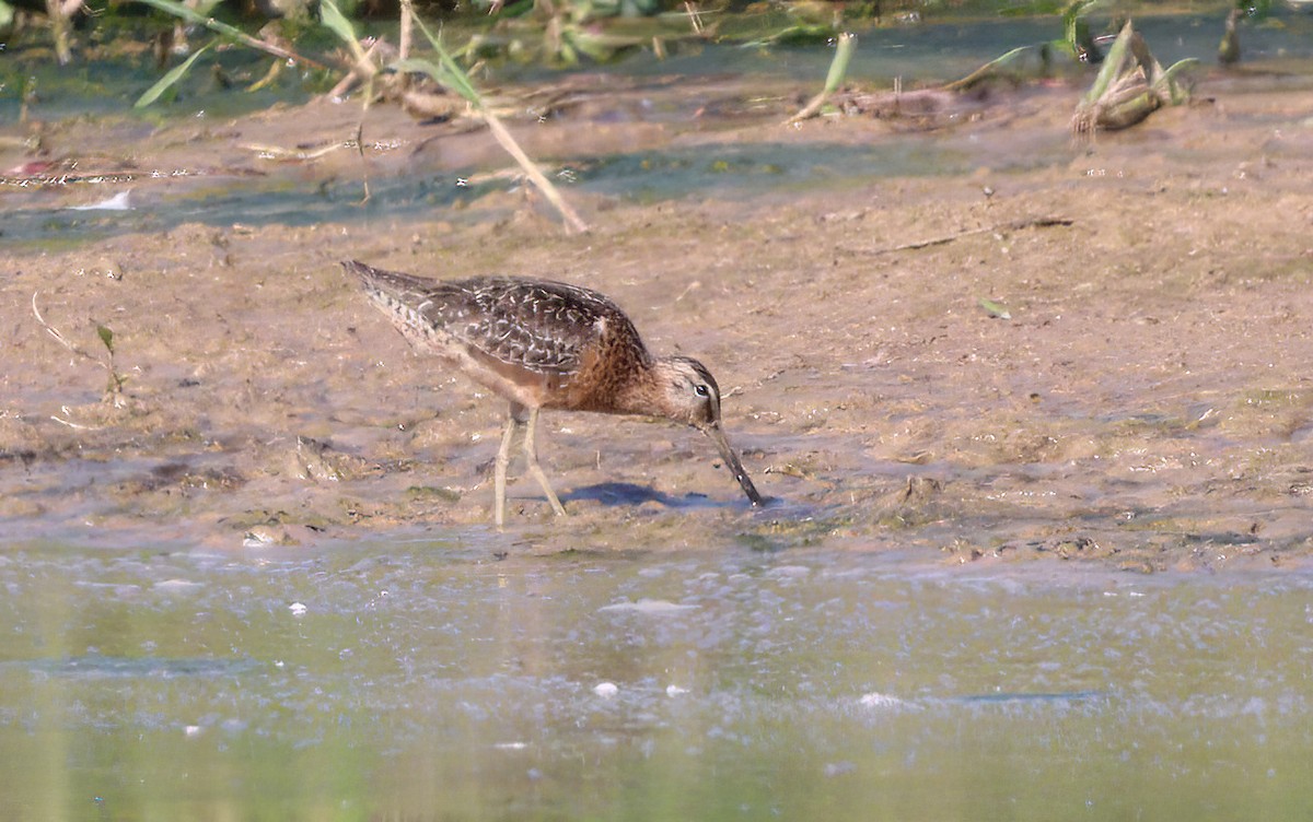 Long-billed Dowitcher - ML473074921