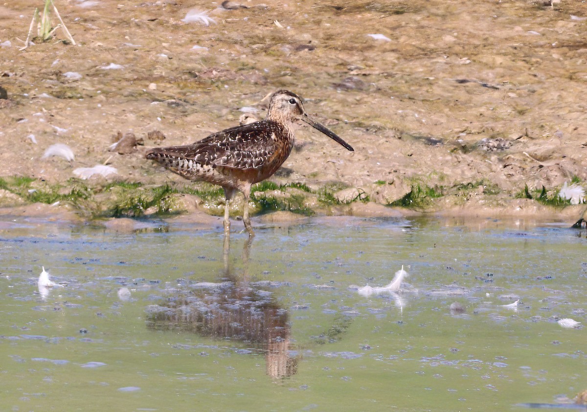 Long-billed Dowitcher - ML473074951