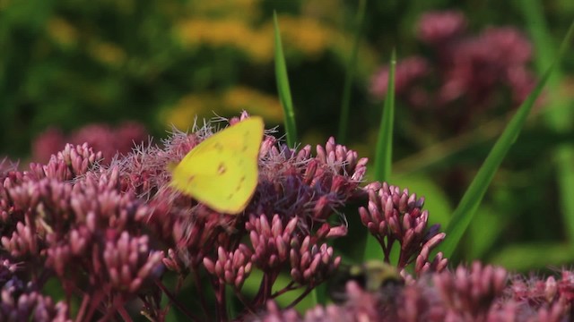 Orange Sulphur - ML473075