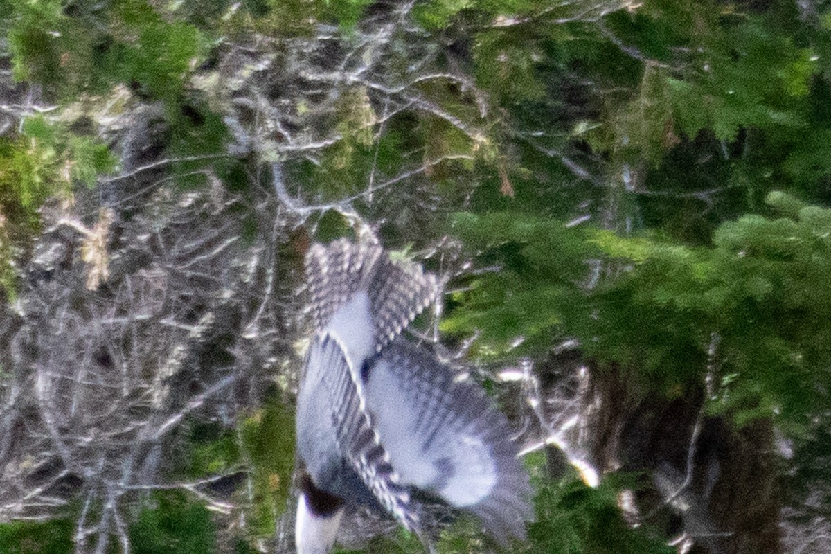 Belted Kingfisher - ML473075551