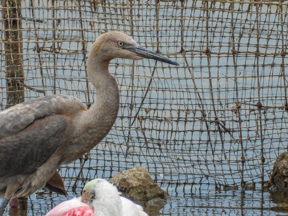 Reddish Egret - Andrew Hamlett