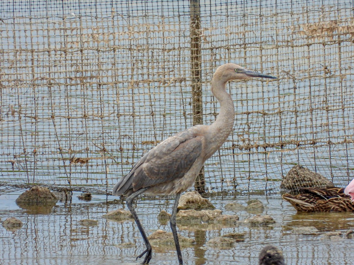 Reddish Egret - Andrew Hamlett