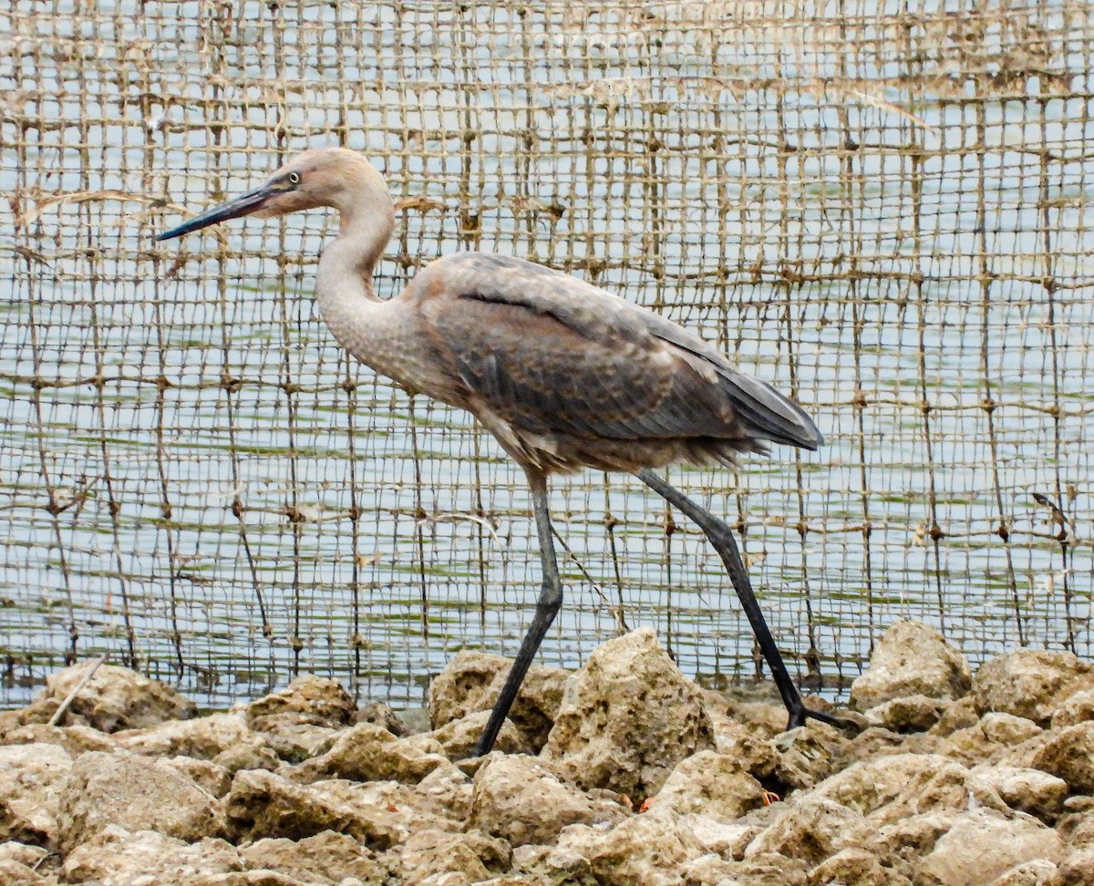 Reddish Egret - ML473076961