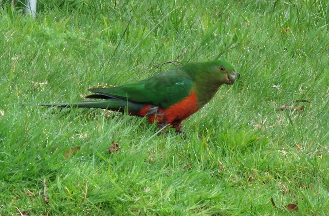 Australian King-Parrot - George Koppel