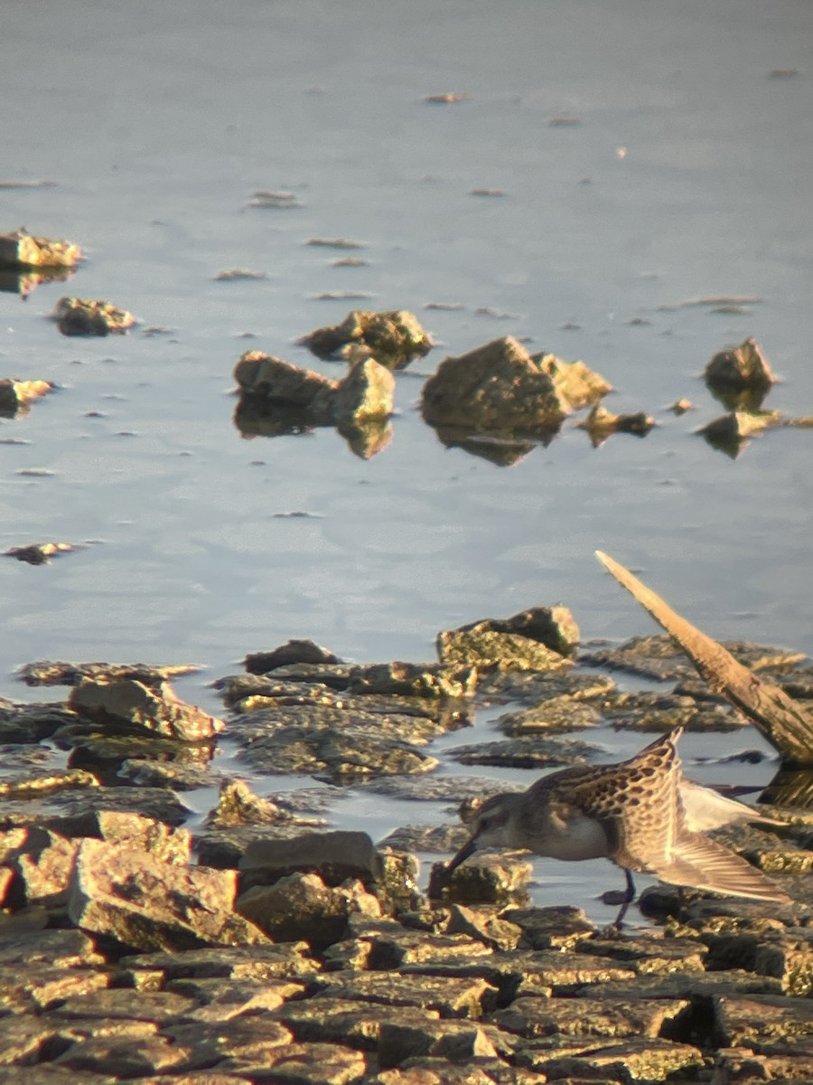 Semipalmated Sandpiper - ML473079181