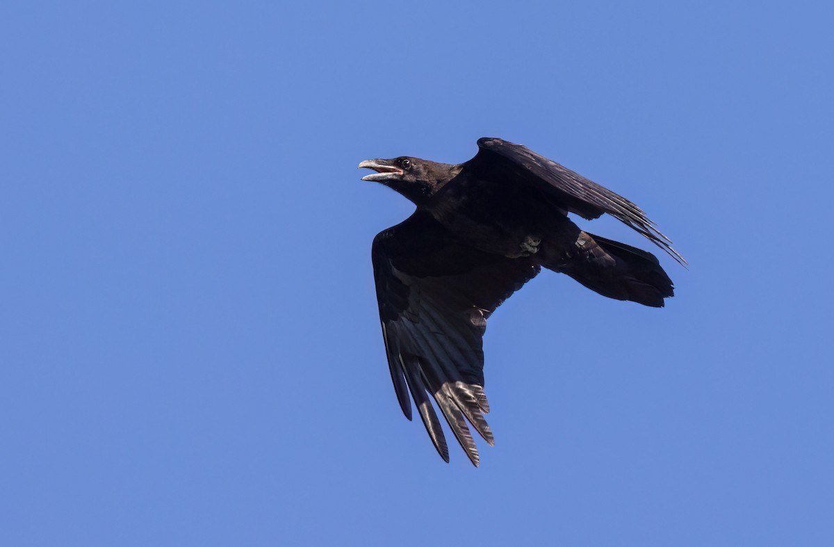 Common Raven - ML473080151