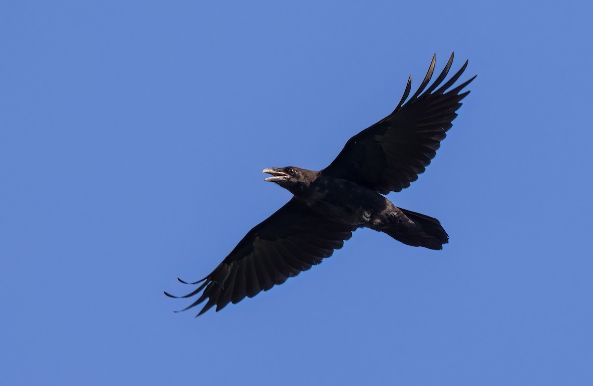 Common Raven - ML473080161