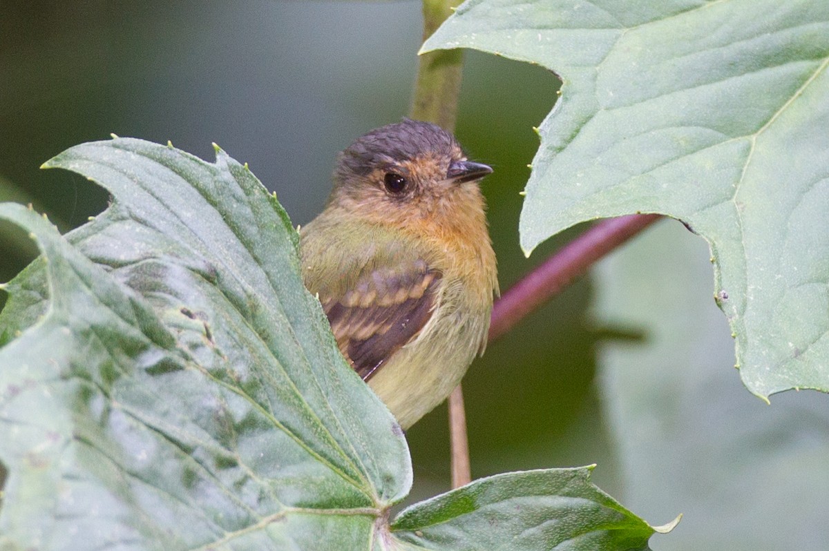Rufous-breasted Flycatcher - ML473080281