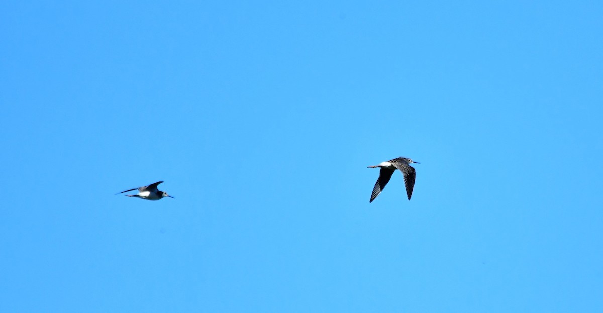 Lesser Yellowlegs - ML473081281