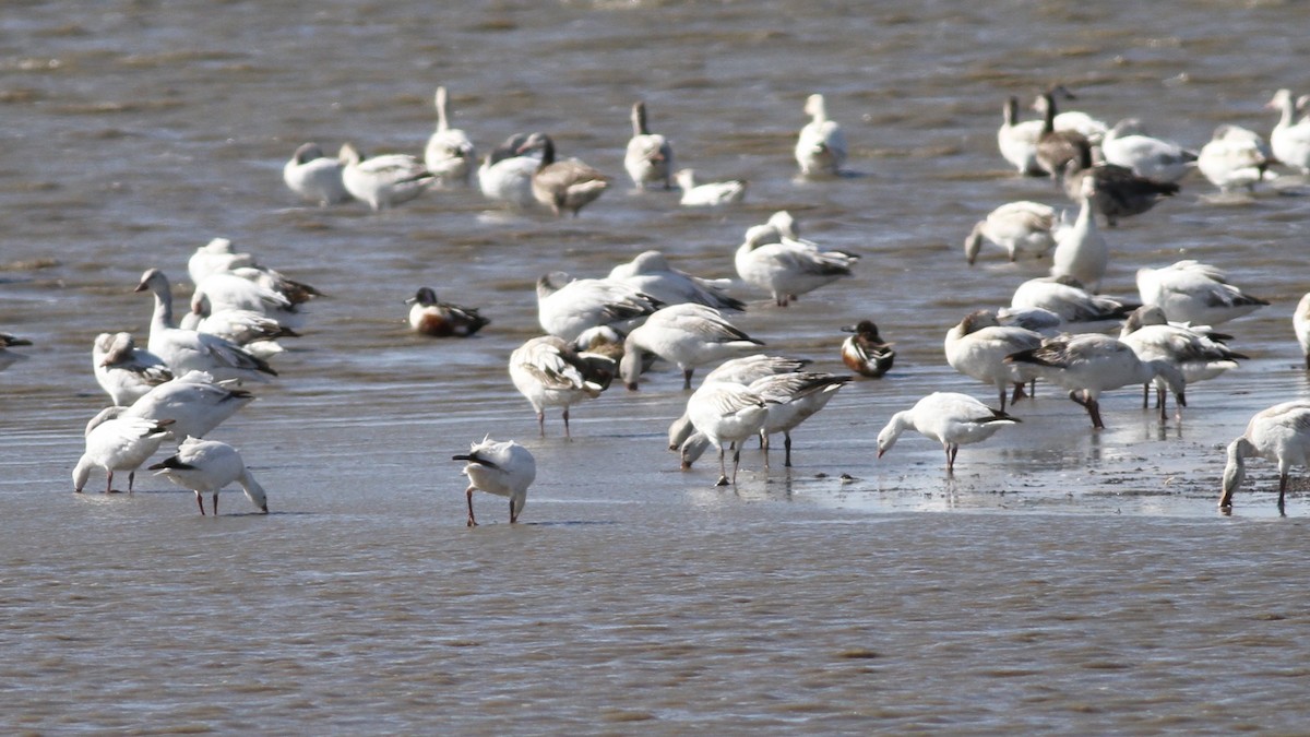 Snow x Ross's Goose (hybrid) - ML473081291