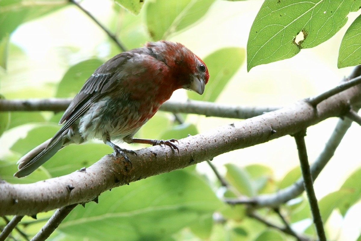House Finch - ML473081741
