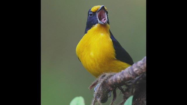 Violaceous Euphonia - ML473081961