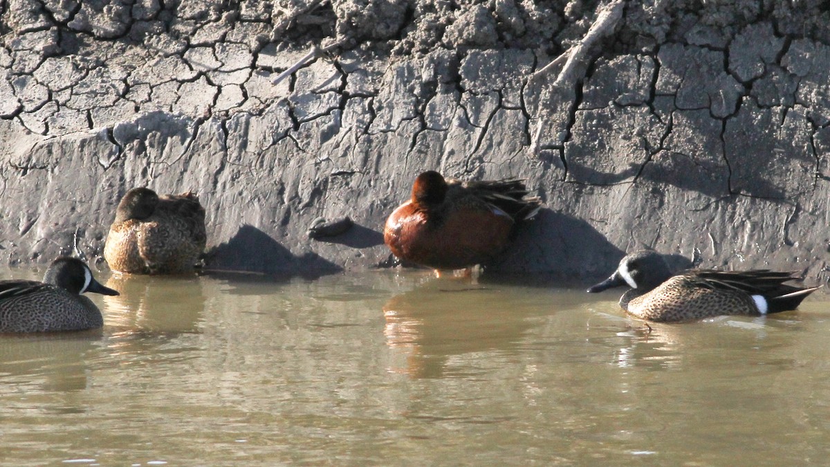 Cinnamon Teal - ML473081971