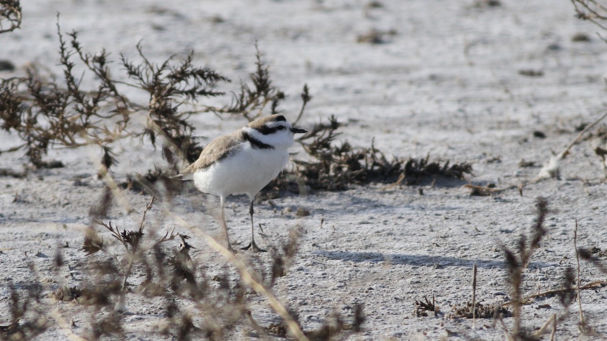 Snowy Plover - ML473082281