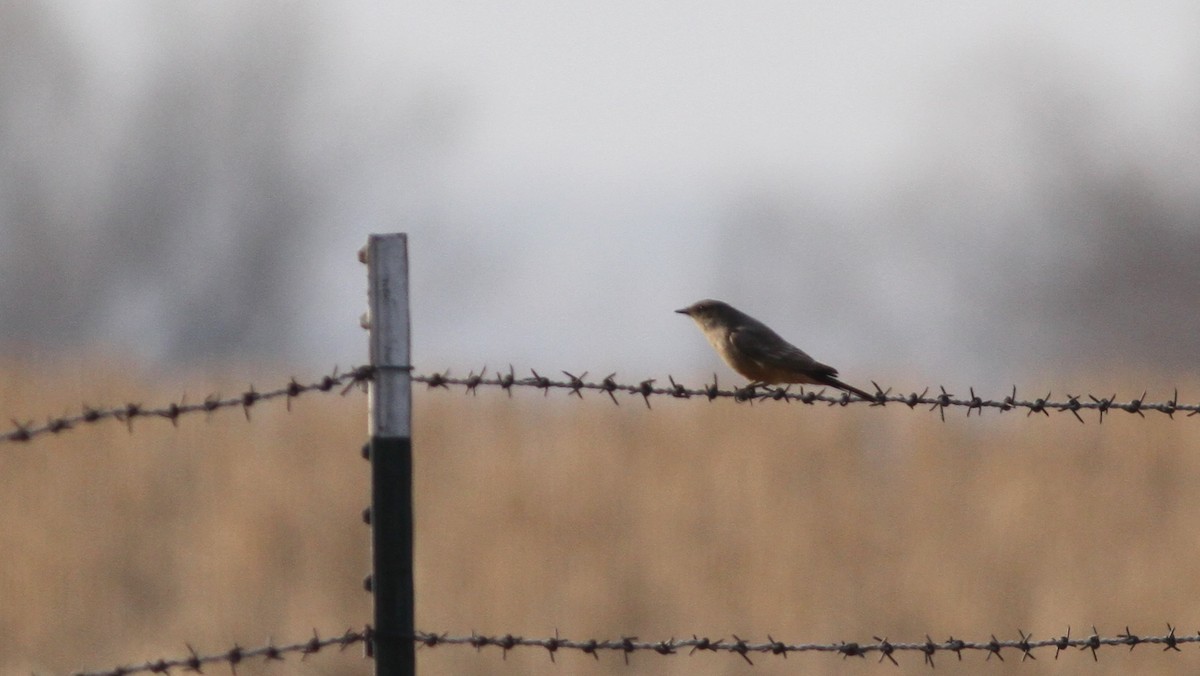 Say's Phoebe - ML473082461