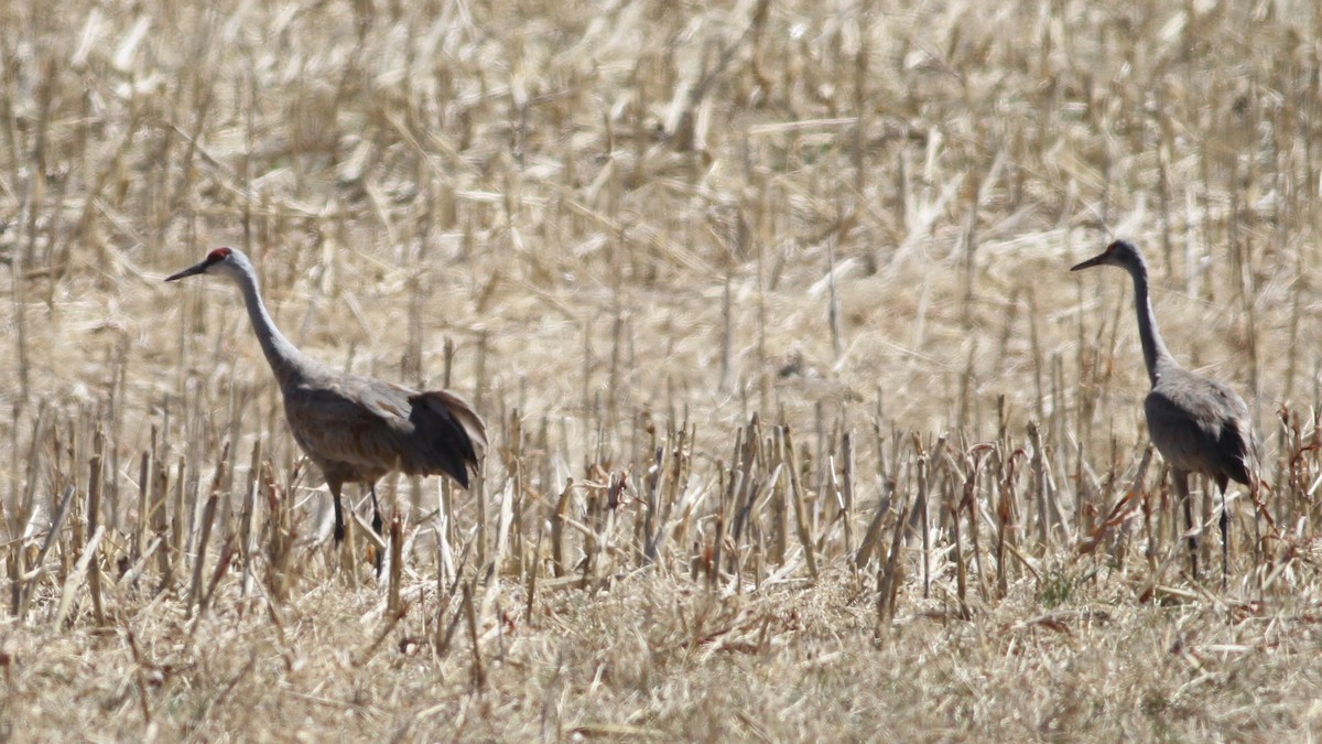 Sandhill Crane - ML473082681