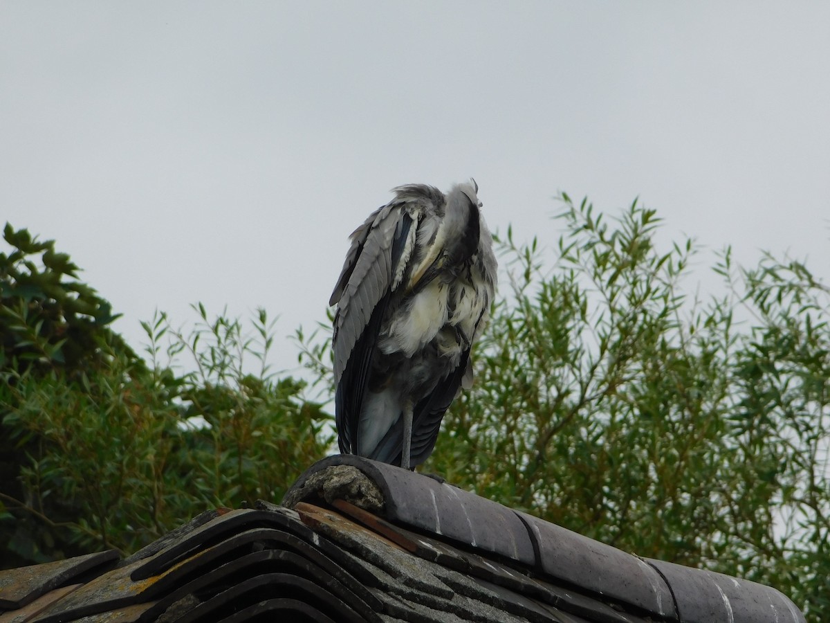 Gray Heron - Eric Seaman