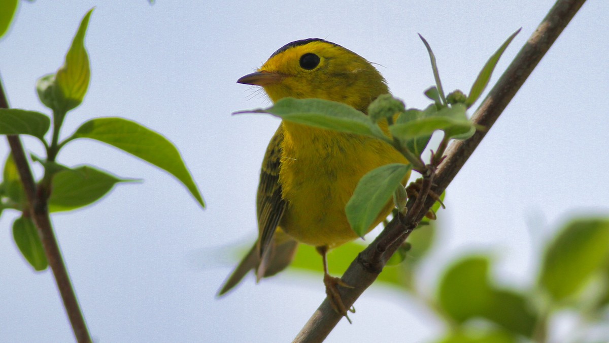 Wilson's Warbler - ML473083551