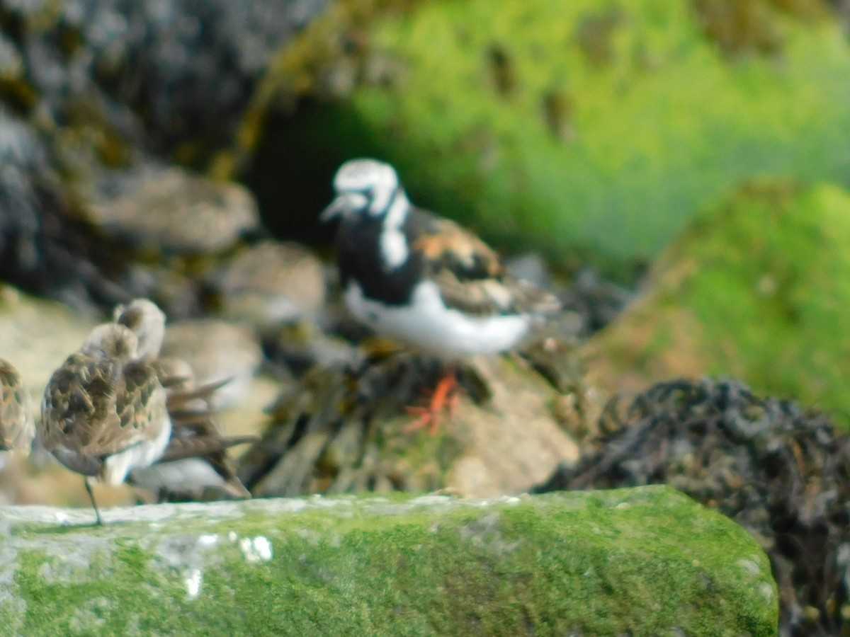 Ruddy Turnstone - ML473083631
