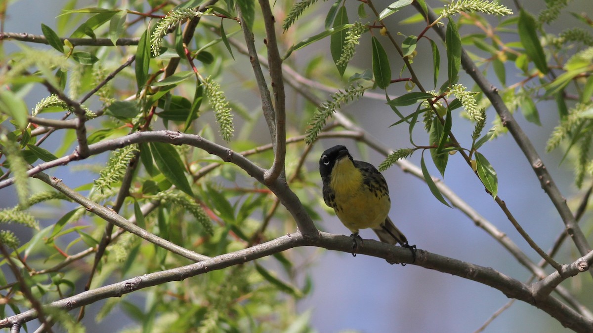 Kirtland's Warbler - ML473083801