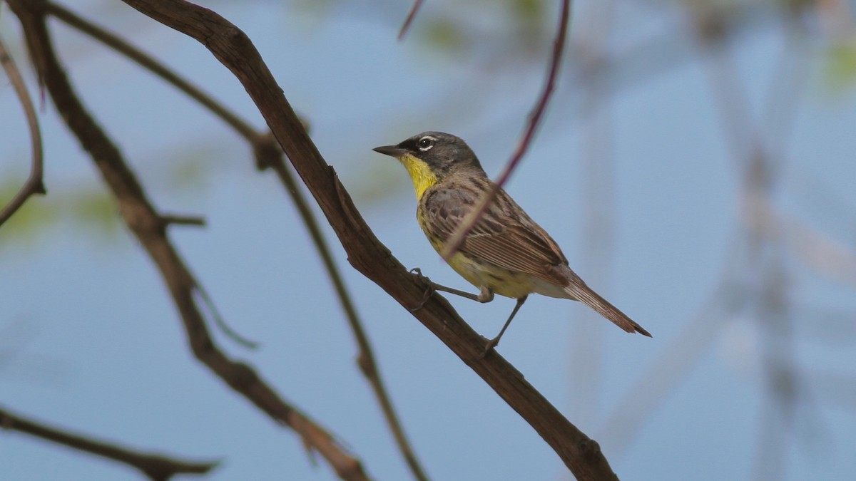 Kirtland's Warbler - ML473083891
