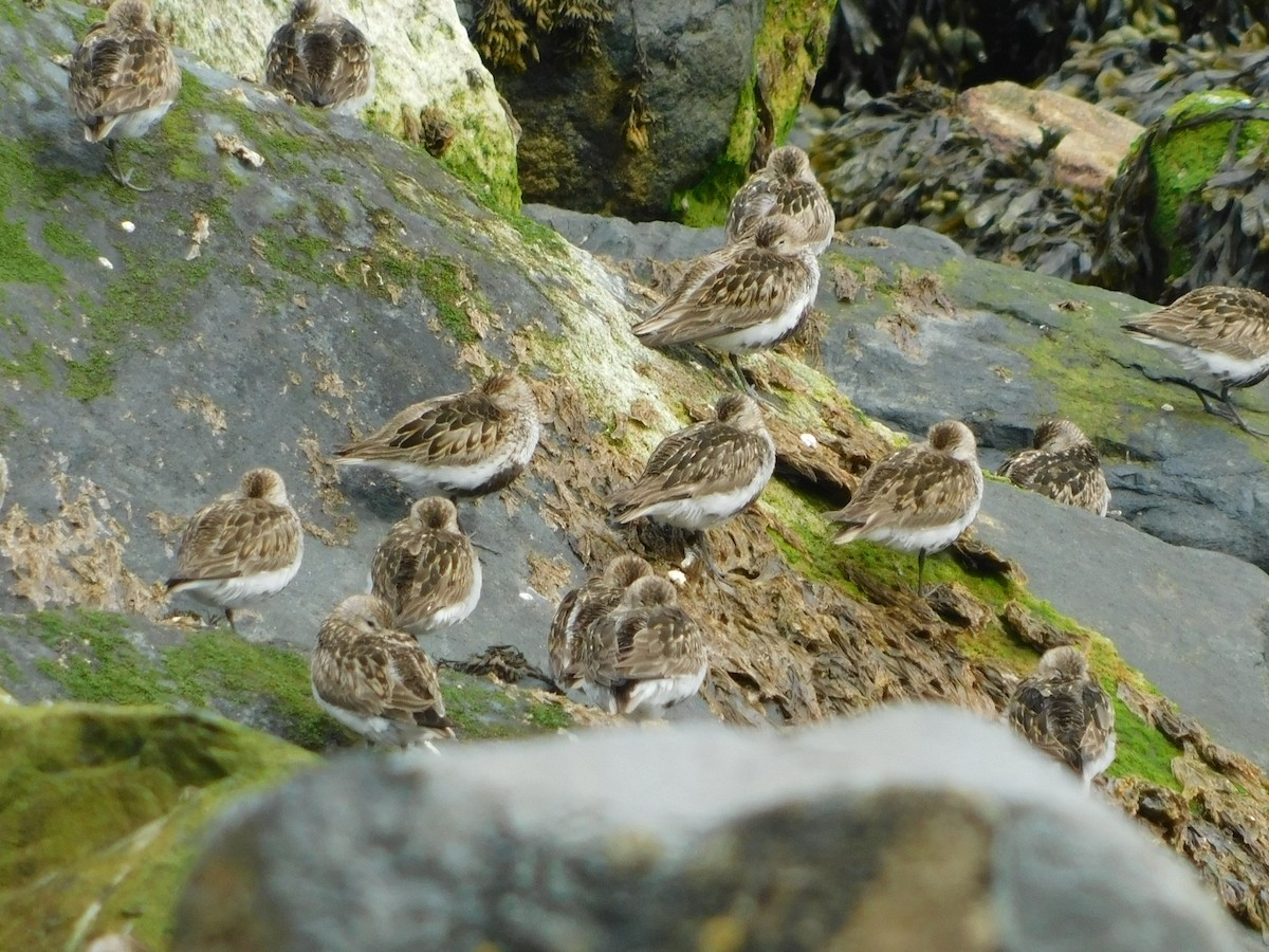 Dunlin - ML473083951