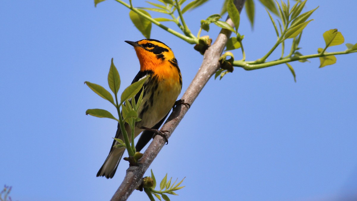 Blackburnian Warbler - ML473083961
